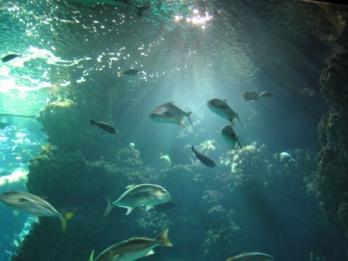 An underwater shot from the Musee Oceanographique, Monte Carlo, Monaco