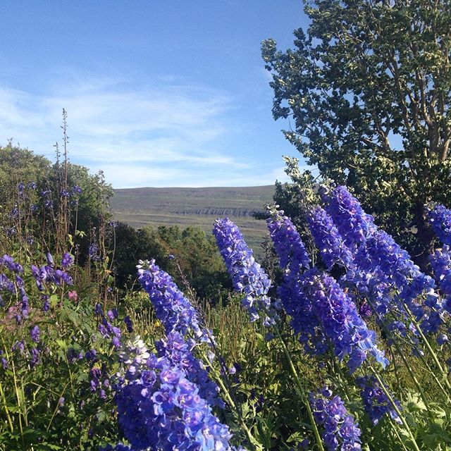 Flowers at Akureyri's botanic gardens.
