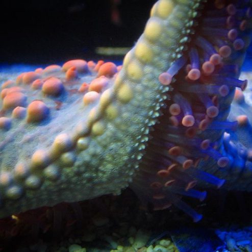Arm of a starfish showing suckers in Monaco's aquarium, Yellow Submarine Cousteau