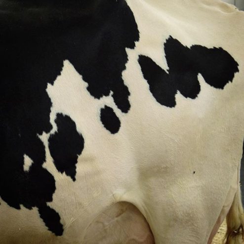 Extreme close up of a Holstein cow's spots, Toronto Royal Winter Fair