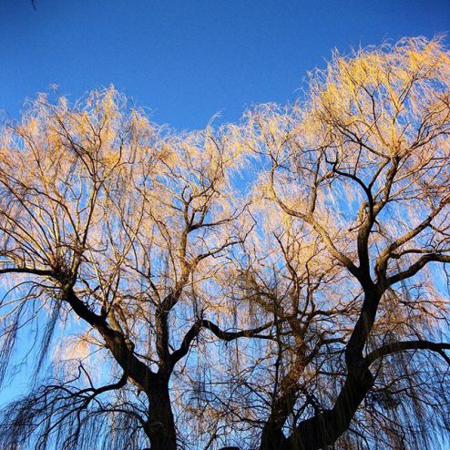deciduous weeping willow in wintertime, toronto winter pictures, blue sky photography prints
