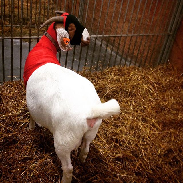  The hero we want *and* the hero we need. With the Caped Caprine watching over us, here's to a better 2018. #goat #goats #happynewyear #2018 #superheroes #cape #royalwinterfair #red #white